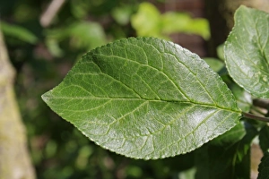 Plums Prints: Plum (Prunus domestica) close-up of leaf, in garden, Suffolk, England, june