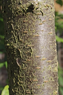 Plums Prints: Plum (Prunus domestica) close-up of trunk, in garden, Suffolk, England, june