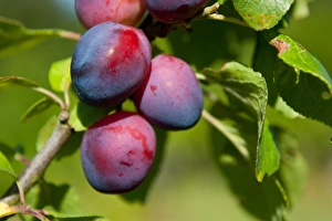 Plums Prints: Plum (Prunus domestica) Czar, close-up of fruit