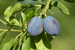 Rosaceae Prints: Plum (Prunus domestica) Edda, close-up of ripe fruit