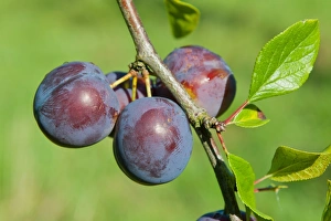 Plums Prints: Plum (Prunus domestica) Kirkes Blue