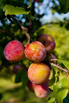 Plums Prints: Plum (Prunus domestica) Reeves