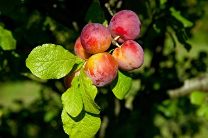 Plum (Prunus domestica) Reeves, close-up of fruit, growing in orchard, Norfolk, England, august
