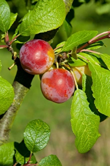 Plum (Prunus domestica) Reeves, close-up of fruit, growing in orchard, Norfolk, England, august