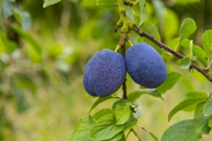 Rosaceae Prints: Plum (Prunus domestica) Violetta