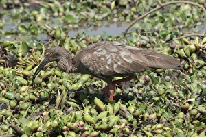 Plumbeous Ibis (Theristicus caerulescens) adult, walking amongst aquatic vegetation, Pousada Araras, Mato Grosso, Brazil, august