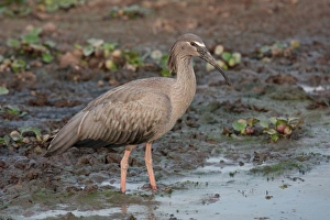 Plumbeous Ibis (Theristicus caerulescens) adult, standing in shallow water, Porto Jofre, Mato Grosso, Brazil, september