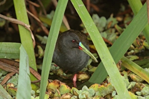Rails Prints: Plumbeous Rail (Pardirallus sanguinolentus) adult