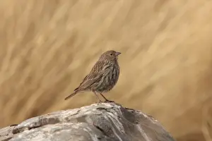 Plumbeous Sierra-finch (Phrygilus unicolor) adult female, standing on rock, Santa Victoria Road, Jujuy, Argentina