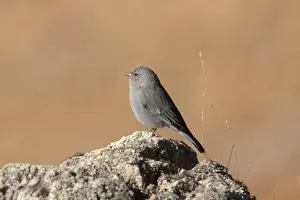 Plumbeous Sierra-finch (Phrygilus unicolor) adult male, standing on rock, Santa Victoria Road, Jujuy, Argentina, august