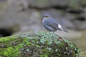 Plumbeous Water-redstart (Rhyacornis fuliginosus) adult female, standing on rock, Sattal, Uttarakhand, India, february