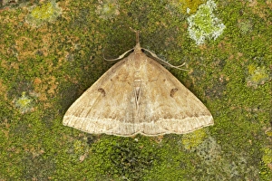 Plumed Fan-foot (Polypogon plumigeralis) adult, rare immigrant and recent colonist, Essex, England