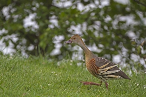 Whistling Ducks Prints: Plumed Whistling-duck (Dendrocygna eytoni) adult, walking in grass, New Zealand, november