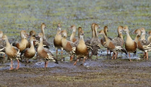 Whistling Ducks Prints: Plumed Whistling-duck (Dendrocygna eytoni) flock, roosting on mudflat, Hasties Swamp N. P
