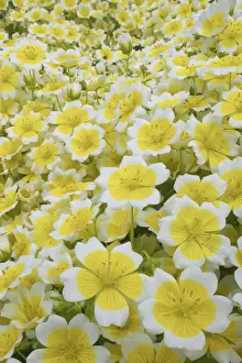 Annual Prints: Poached Egg Plant (Limnanthes douglasii) flowering, in garden, Essex, England
