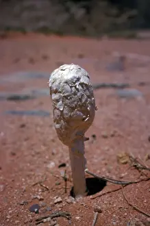 Puff Balls Prints: Podaxis pistillaris is a very distinctive relative of the puffballs found in deserts