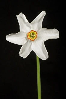 Wild Prints: Poets narcissus, Narcissus poeticus, flower