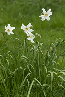 Poets narcissus, Narcissus poeticus, flower
