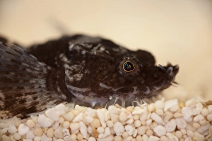 Gravel Prints: Pogge (Agonus cataphractus) adult