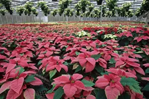 Euphorbia Prints: Poinsettia (Euphorbia pulcherrima) commercial crop, growing in large glasshouse, U. S. A