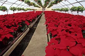 Poinsettia (Euphorbia pulcherrima) commercial crop, growing in large polytunnel, U. S. A