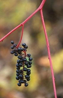 Poke Berry (Phytolacca americana) Appalachians, USA