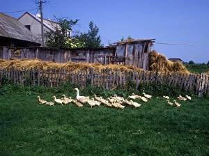 Poland Prints: Poland Farm yard geese - Poland