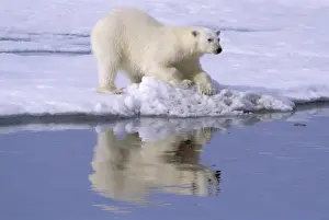 Polar Bear (Thalarctos maritimus) At edge of ice flow - Spitzbergen, Svalbard - Summer