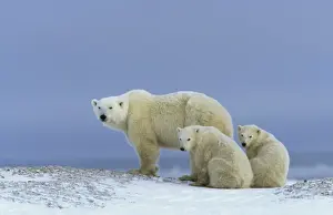 Christmas Prints: Polar Bear (Thalarctos maritimus) Mother standing - two cubs sitting