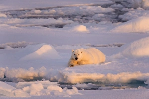 Polar Bear (Ursus maritimus) adult, resting on icefloe at sunset, Erik Eriksenstretet, Svalbard, August