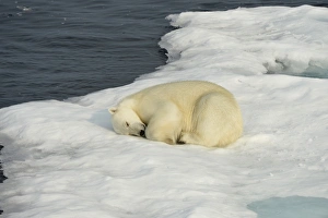 Sleeping Prints: Polar Bear (Ursus maritimus) adult