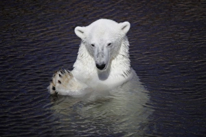 Bear Prints: Polar Bear (Ursus maritimus) adult, in water, with paws held together, Ranua Zoo