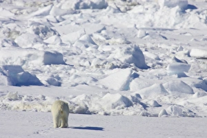 Bear Prints: Polar Bear (Ursus maritimus) adult, rear view, walking on sea ice, Spitsbergen, Svalbard