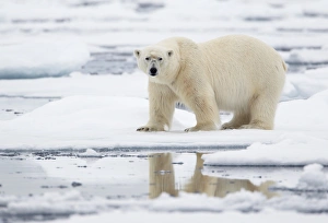 Floes Prints: Polar Bear (Ursus maritimus) adult, standing on pack ice, Svalbard