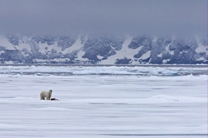 Floes Prints: Polar Bear (Ursus maritimus) adult