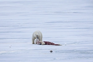 Polar Bear (Ursus maritimus) adult, feeding, cannibalism of young, on pack ice, Spitsbergen, Svalbard, september