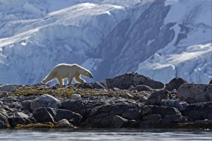 Polar Bear (Ursus maritimus) adult, walking on rocks, with glacier in background, Spitzbergen, Svalbard, july