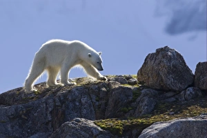 Polar Bear (Ursus maritimus) adult, walking on rocks, Spitzbergen, Svalbard, july