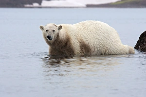 Fjord Prints: Polar Bear (Ursus maritimus) adult