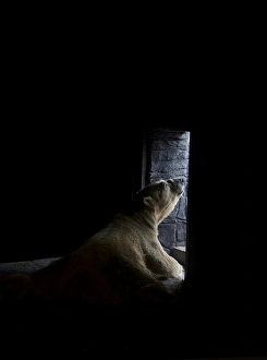 Enclosure Prints: Polar Bear (Ursus maritimus) adult, waiting to be fed, Singapore Zoo