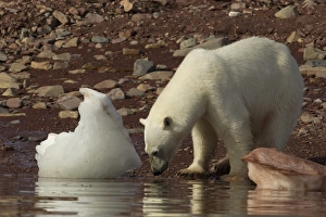 Polar Bear (Ursus maritimus) adult female, standing at edge of water with melting ice, Svalbard, july