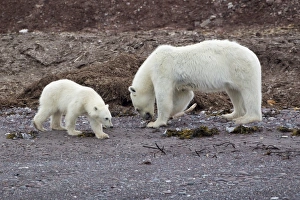 Carrion Prints: Polar Bear (Ursus maritimus) adult female with cub