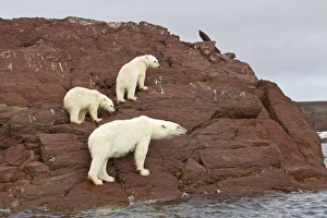 Ursidae Prints: Polar Bear (Ursus maritimus) adult female with two cubs