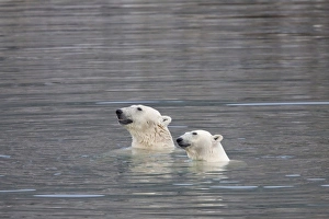 Ursidae Prints: Polar Bear (Ursus maritimus) two adults, swimming, Spitsbergen, Svalbard, september