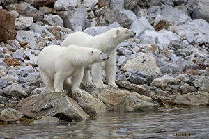 Ursidae Prints: Polar Bear (Ursus maritimus) two adults