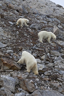 Interacting Prints: Polar Bear (Ursus maritimus) adults and young