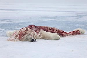 Remains Prints: Polar Bear (Ursus maritimus) dead young