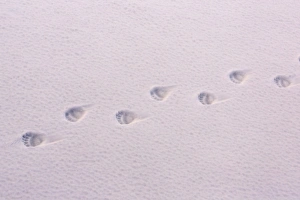 Trail Prints: Polar Bear (Ursus maritimus) footprints on icefloe, Erik Eriksenstretet, Svalbard, August