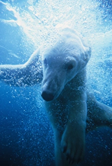 Christmas Prints: Polar Bear (Ursus maritimus) Underwater