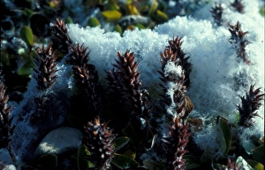 Willow Prints: Polar Willow (Salix polaris) Grice Fjord, Ellesmere Canadian Arctic